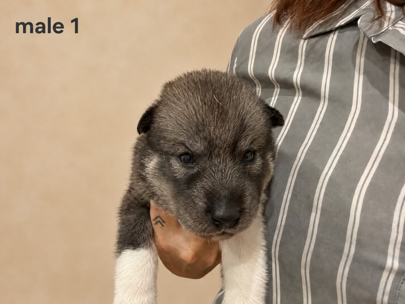 The Wolf Of Fenrir - Chiots disponibles - Siberian Husky