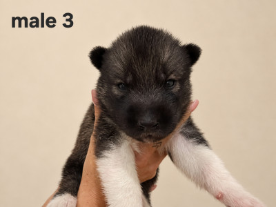 Chiot N°3